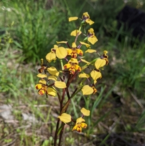 Diuris pardina at Albury, NSW - 25 Aug 2021