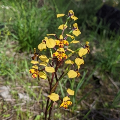 Diuris pardina (Leopard Doubletail) at Albury - 25 Aug 2021 by Darcy