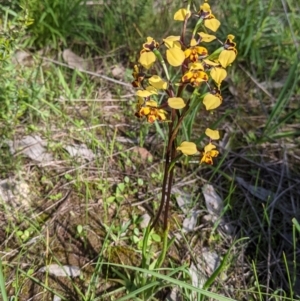 Diuris pardina at Albury, NSW - 25 Aug 2021