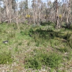 Diuris pardina at Albury, NSW - 25 Aug 2021