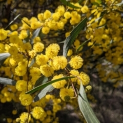 Acacia verniciflua (Varnish Wattle) at Albury - 25 Aug 2021 by Darcy