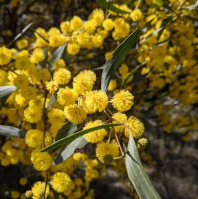 Acacia verniciflua (Varnish Wattle) at Albury - 25 Aug 2021 by Darcy