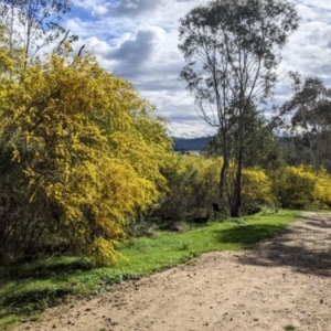 Acacia verniciflua at Albury, NSW - 25 Aug 2021