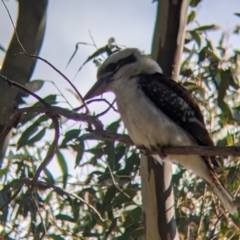 Dacelo novaeguineae (Laughing Kookaburra) at Nail Can Hill - 25 Aug 2021 by Darcy