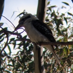 Dacelo novaeguineae at Albury, NSW - 25 Aug 2021