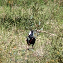 Gymnorhina tibicen (Australian Magpie) at Nail Can Hill - 25 Aug 2021 by Darcy