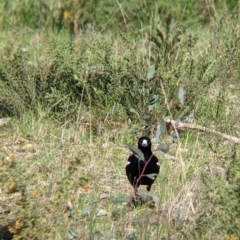 Gymnorhina tibicen at Albury, NSW - 25 Aug 2021 02:12 PM