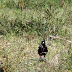 Gymnorhina tibicen at Albury, NSW - 25 Aug 2021