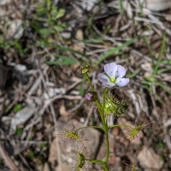 Drosera sp. (A Sundew) at Nail Can Hill - 25 Aug 2021 by Darcy