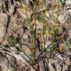 Drosera sp. at West Albury, NSW - 25 Aug 2021 02:17 PM