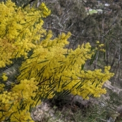 Acacia boormanii (Snowy River Wattle) at Albury - 25 Aug 2021 by Darcy