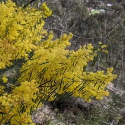 Acacia boormanii (Snowy River Wattle) at Nail Can Hill - 25 Aug 2021 by Darcy