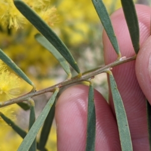 Acacia boormanii at West Albury, NSW - 25 Aug 2021 02:22 PM