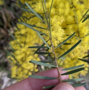 Acacia boormanii at West Albury, NSW - 25 Aug 2021 02:22 PM