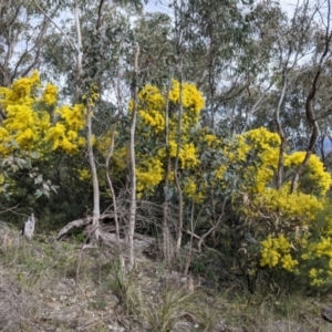 Acacia boormanii at West Albury, NSW - 25 Aug 2021 02:22 PM