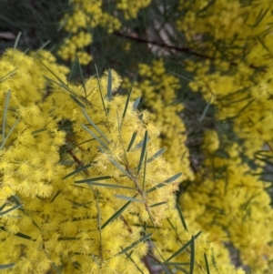 Acacia boormanii at West Albury, NSW - 25 Aug 2021 02:22 PM