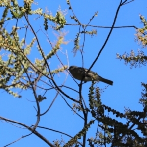 Pachycephala pectoralis at Cook, ACT - 22 Aug 2021