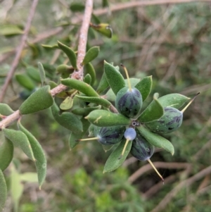 Persoonia rigida at West Albury, NSW - 25 Aug 2021 02:27 PM