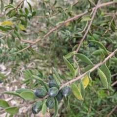 Persoonia rigida at West Albury, NSW - 25 Aug 2021 02:27 PM