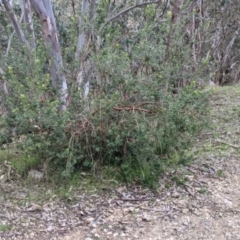 Persoonia rigida at West Albury, NSW - 25 Aug 2021 02:27 PM