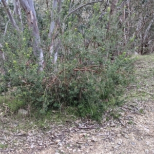 Persoonia rigida at West Albury, NSW - 25 Aug 2021 02:27 PM