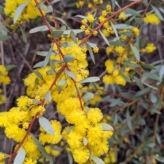 Acacia buxifolia subsp. buxifolia (Box-leaf Wattle) at Albury - 25 Aug 2021 by Darcy