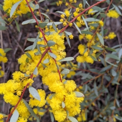 Acacia buxifolia subsp. buxifolia (Box-leaf Wattle) at West Albury, NSW - 25 Aug 2021 by Darcy