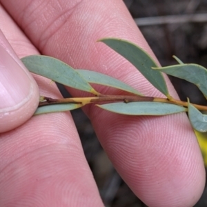 Acacia buxifolia subsp. buxifolia at West Albury, NSW - 25 Aug 2021 02:29 PM