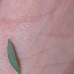 Acacia buxifolia subsp. buxifolia at West Albury, NSW - 25 Aug 2021 02:29 PM