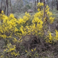 Acacia buxifolia subsp. buxifolia at West Albury, NSW - 25 Aug 2021 02:29 PM