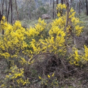 Acacia buxifolia subsp. buxifolia at West Albury, NSW - 25 Aug 2021