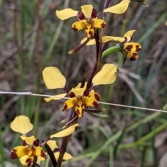 Diuris pardina (Leopard Doubletail) at Albury - 25 Aug 2021 by Darcy