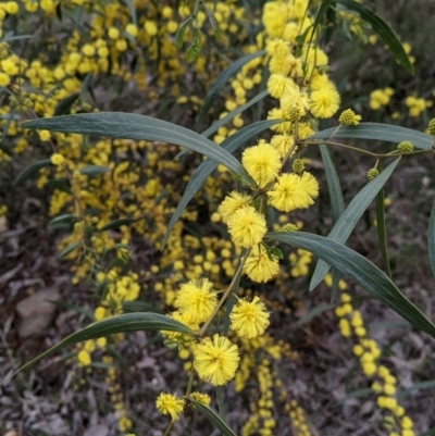 Acacia verniciflua (Varnish Wattle) at Nail Can Hill - 25 Aug 2021 by Darcy