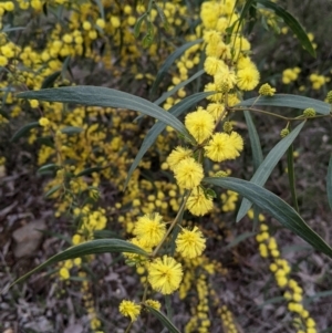 Acacia verniciflua at Albury, NSW - 25 Aug 2021