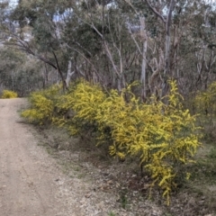 Acacia verniciflua at Albury, NSW - 25 Aug 2021