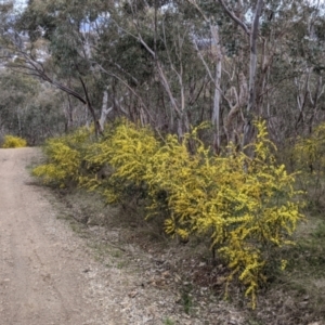 Acacia verniciflua at Albury, NSW - 25 Aug 2021 02:32 PM