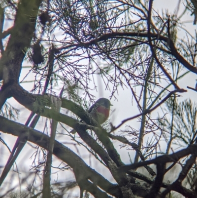 Petroica rosea (Rose Robin) at Chiltern-Mt Pilot National Park - 30 Jul 2021 by Darcy