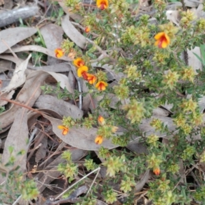 Pultenaea procumbens at Hawker, ACT - 25 Aug 2021