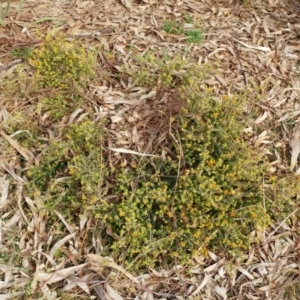 Pultenaea procumbens at Hawker, ACT - 25 Aug 2021 03:24 PM