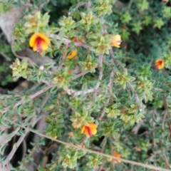 Pultenaea procumbens at Hawker, ACT - 25 Aug 2021