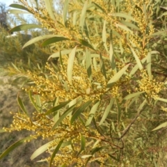 Acacia rubida (Red-leaved Wattle) at Jarramlee Pond - 22 Jun 2021 by johnpugh