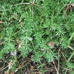Galium aparine (Goosegrass, Cleavers) at Hughes Garran Woodland - 25 Aug 2021 by ruthkerruish