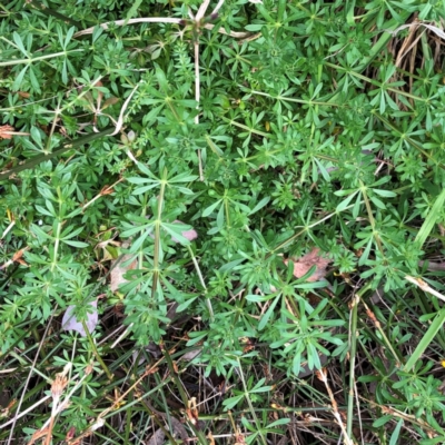 Galium aparine (Goosegrass, Cleavers) at Hughes Garran Woodland - 25 Aug 2021 by ruthkerruish