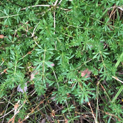 Galium aparine (Goosegrass, Cleavers) at Garran, ACT - 25 Aug 2021 by ruthkerruish