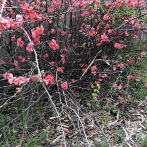 Chaenomeles speciosa at Hughes, ACT - 25 Aug 2021 10:50 AM