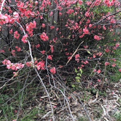 Chaenomeles speciosa (Flowering Quince) at Red Hill to Yarralumla Creek - 25 Aug 2021 by ruthkerruish