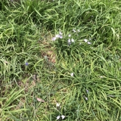 Ipheion uniflorum (Spring Star-flower) at Hughes Garran Woodland - 25 Aug 2021 by ruthkerruish