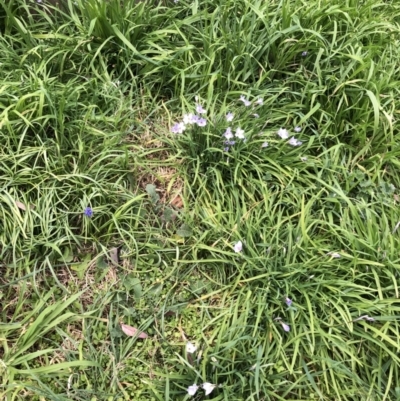 Ipheion uniflorum (Spring Star-flower) at Hughes Garran Woodland - 25 Aug 2021 by ruthkerruish