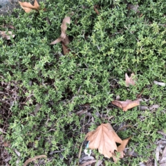 Sedum album (White Stonecrop) at Garran, ACT - 25 Aug 2021 by ruthkerruish