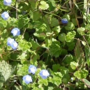 Veronica persica at Dunlop, ACT - 26 Aug 2021 02:04 PM